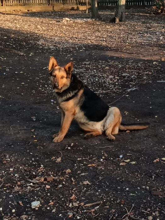 Vând femela Ciobanesc German