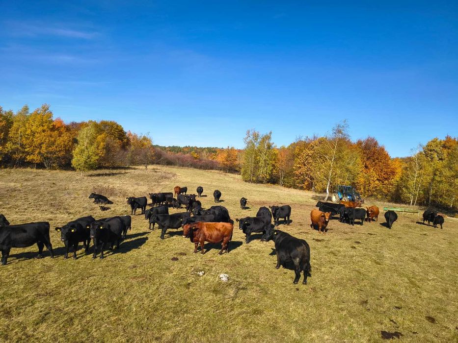 Vand Taurine de carne ANGUS