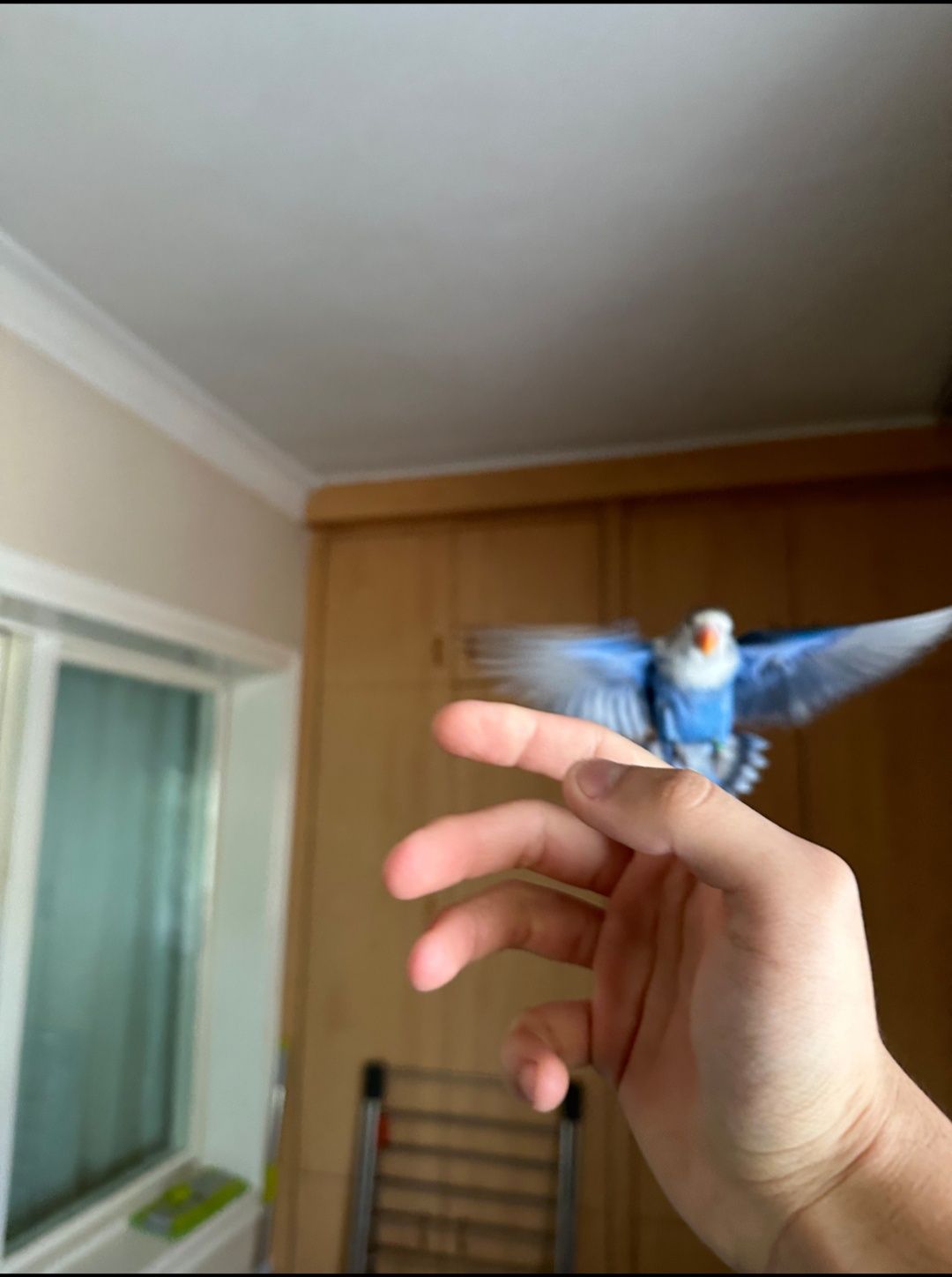 Ручной попугай неразллучник