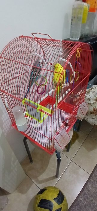 Vând 2 peruși + colivie 150 lei