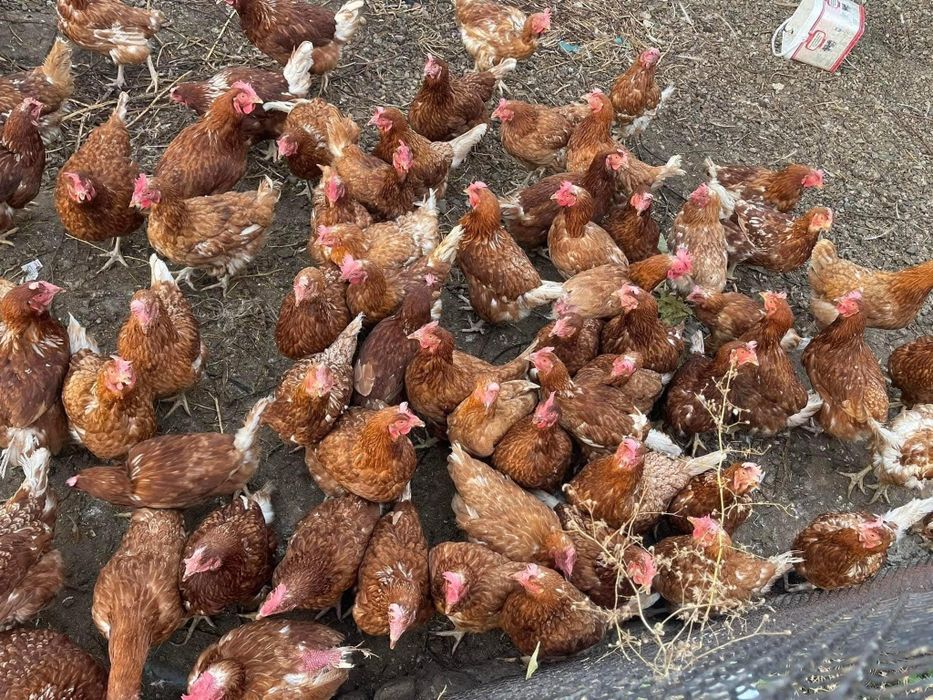 Кокошки woman Brown