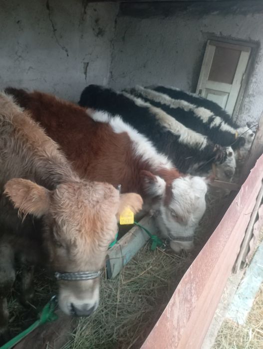 Продам бычков хорошие