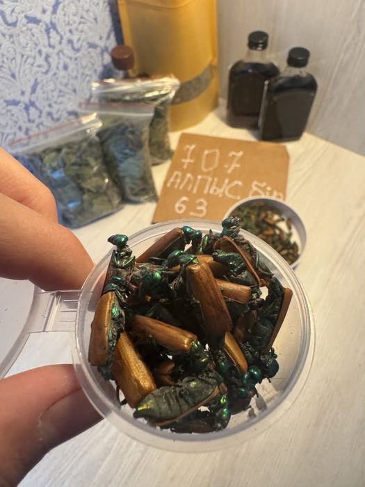 Алтын коныз майский жук