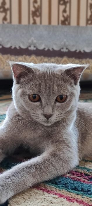 Британская короткошерстная кот