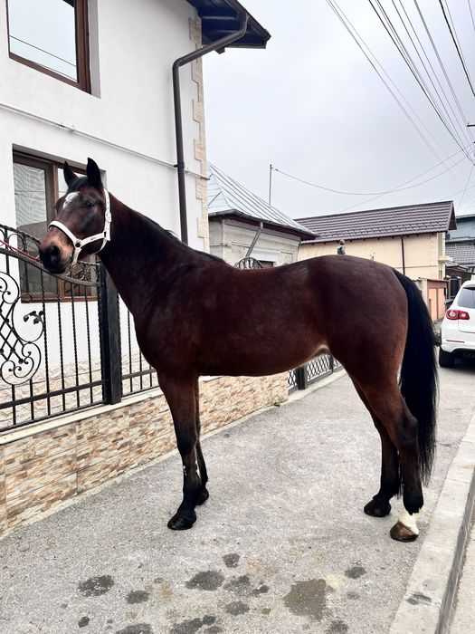 Cal trapas de ploiesti