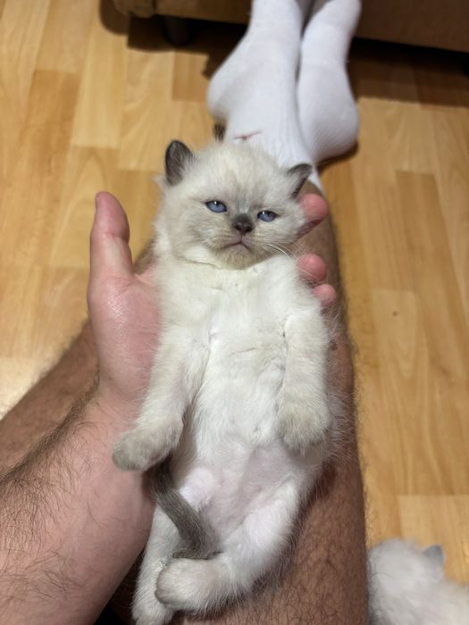 Готови за нов дом