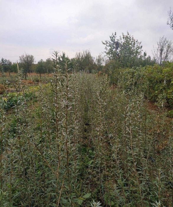 Butasi  catina soiul serpeni