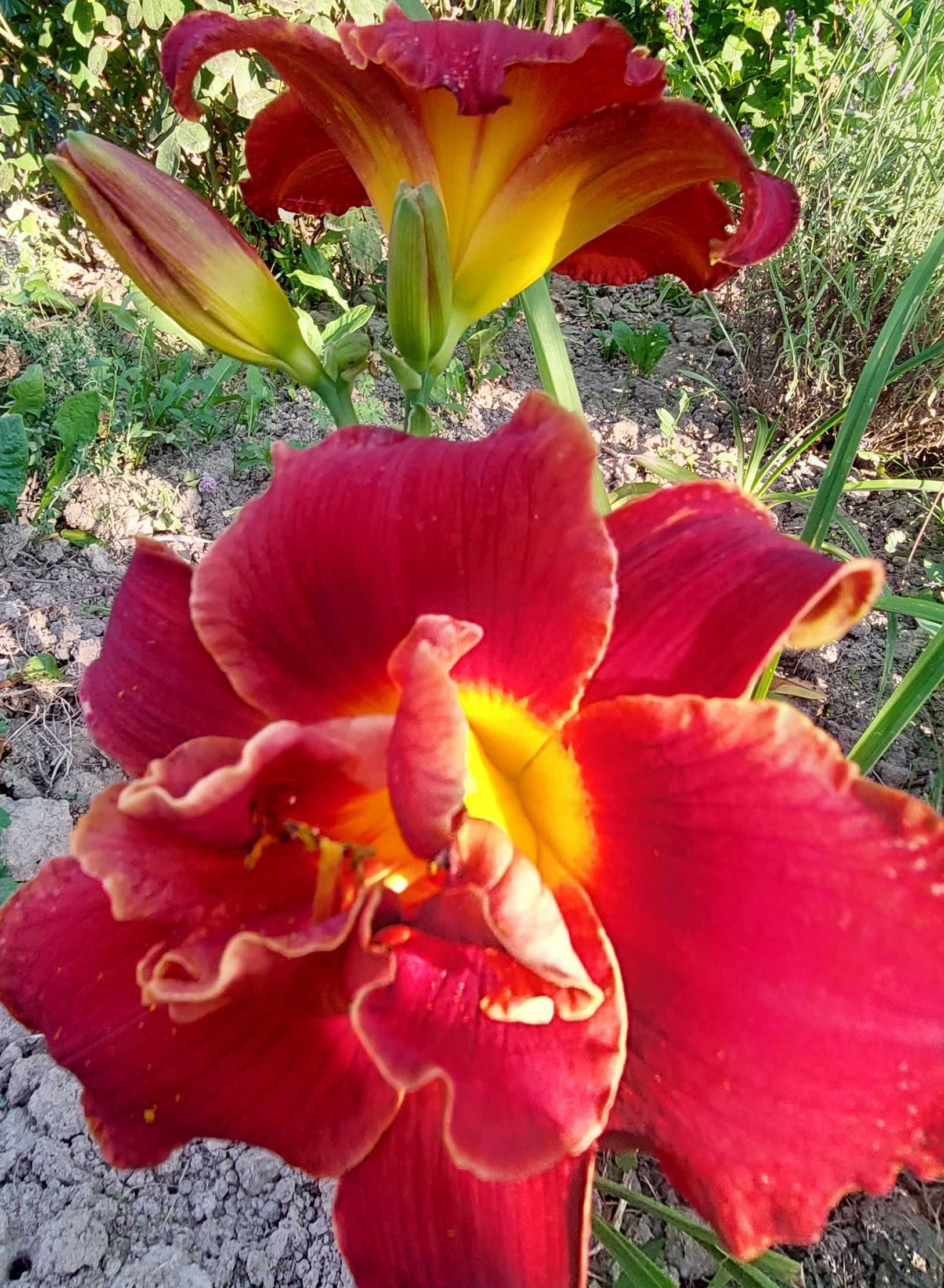 Crini de gradina  Hemerocallis