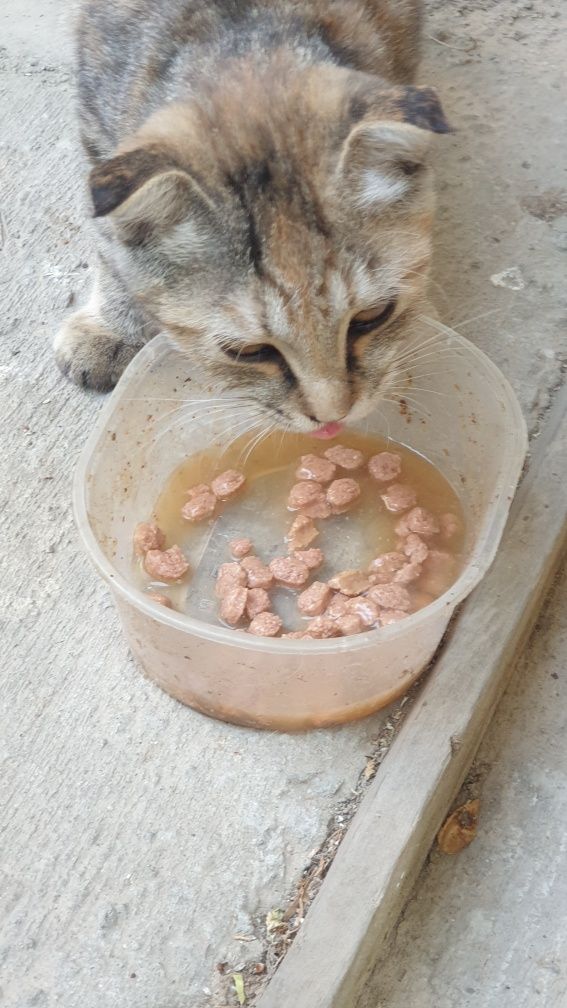 Котенок вислоухий
