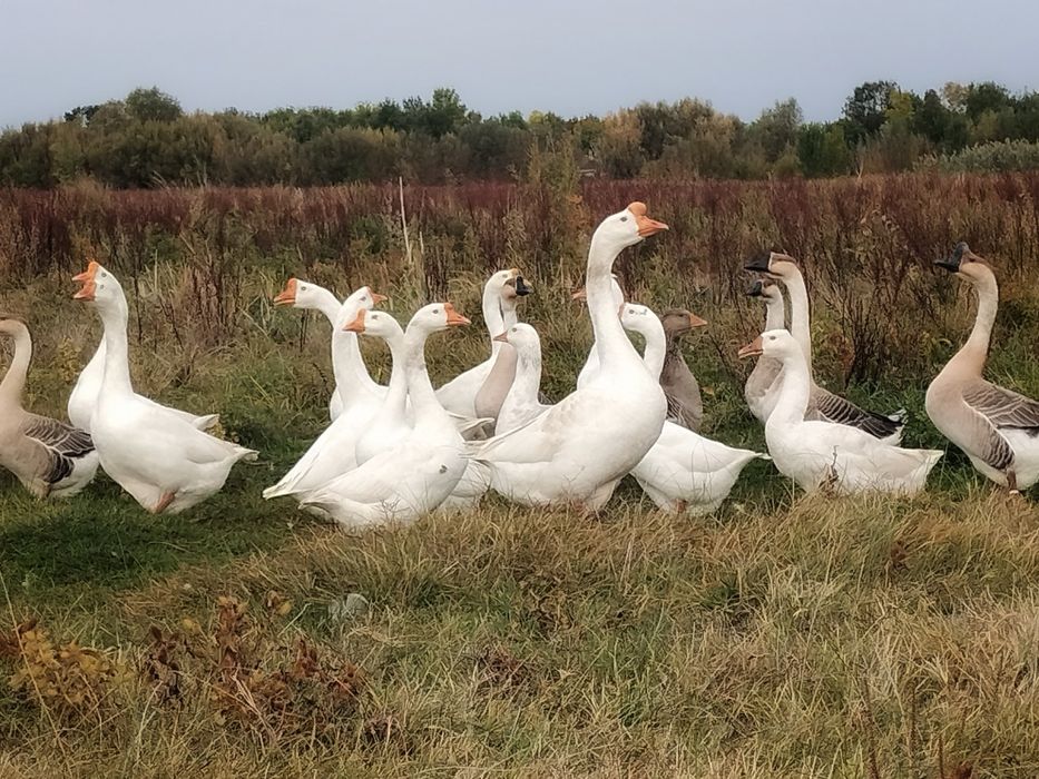 Pereche de gâște chinezesti disponibile