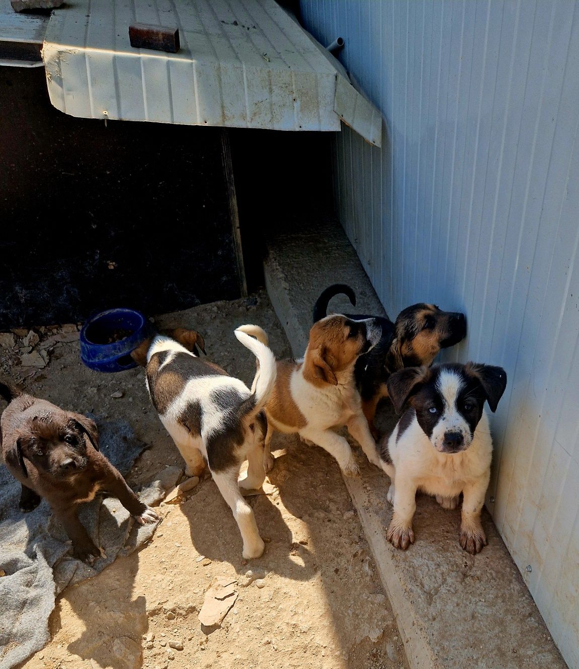 Catelusi pentru adoptie