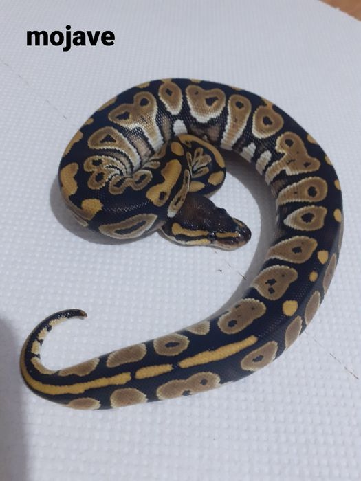 Ball Pythons pui