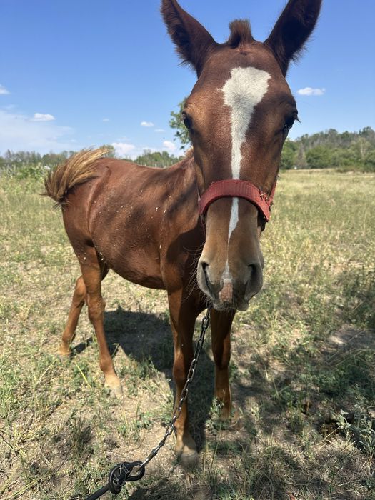 De vânzare manz(armasar) de 5 luni jumate