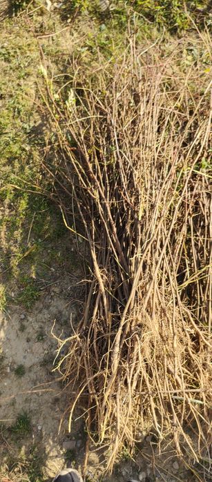 Puieți salcâm frasin mesteacăn fag carpen tei