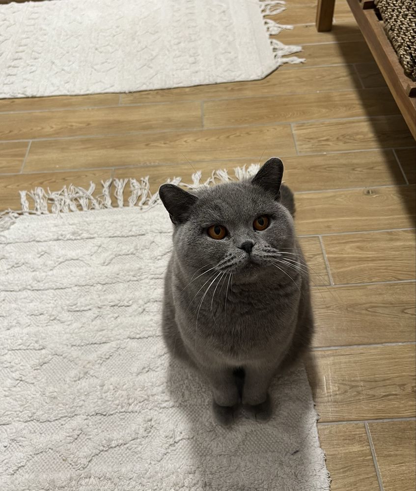 Pisica 5 ani british shorthair blue