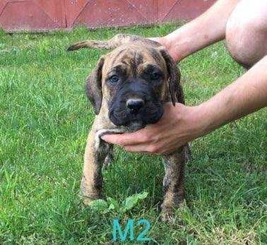 Pui Presa Canario Giurgiu cu acte Canisa Dogo