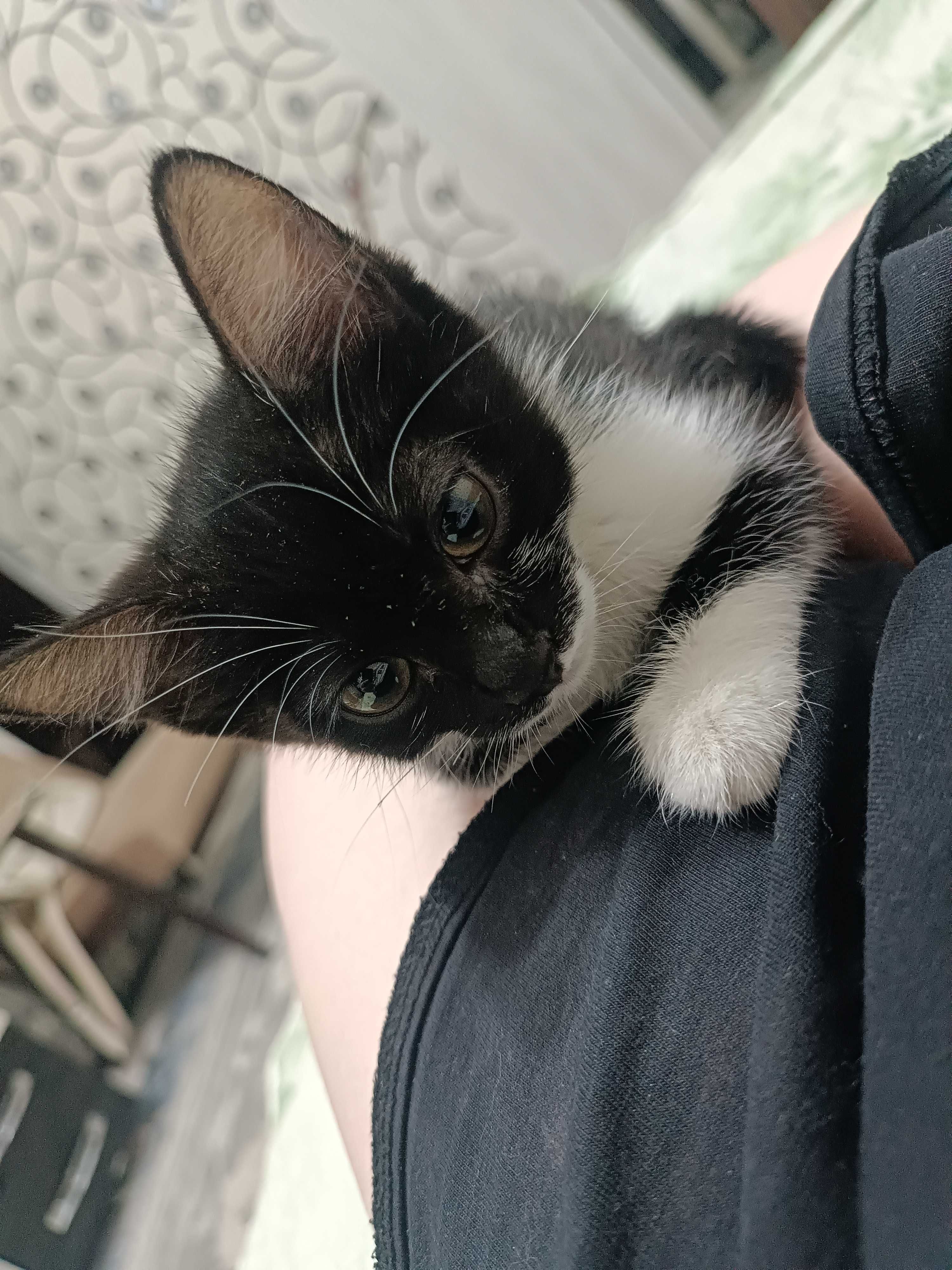 Котенок девочка красавица.