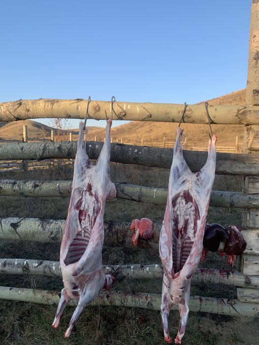 Продам тушу барана свежую