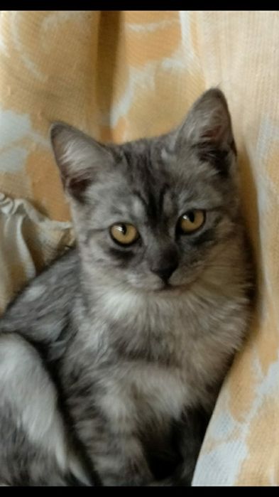 Чудесная шотландская кошечка!!!