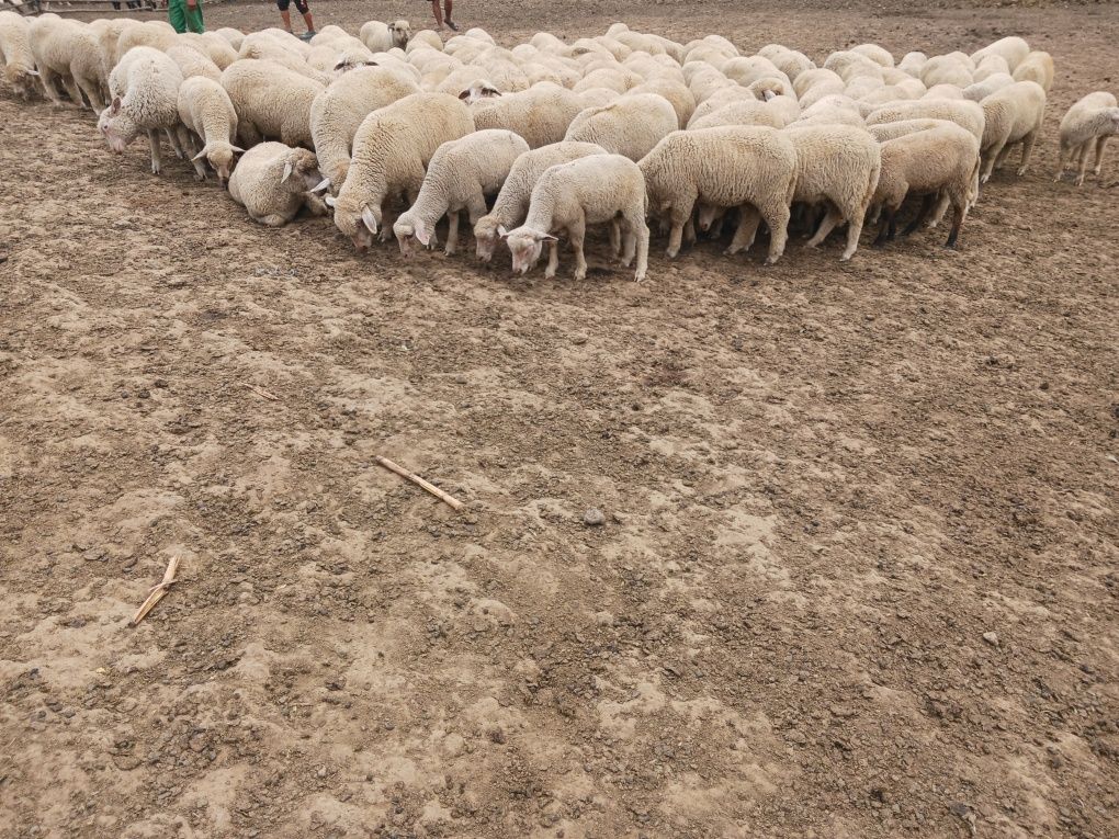 Vând miei și iezi