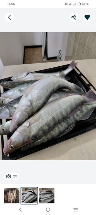 Судак 1200 свежий Актау