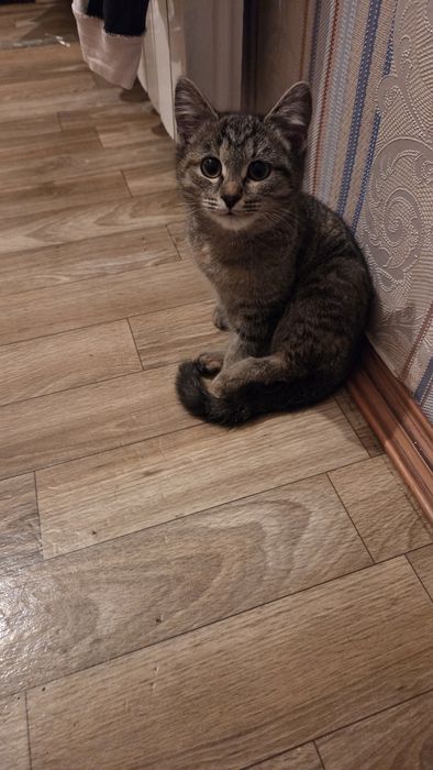 Отдам котенка добрые руки