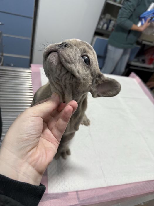 Bulldog Francez Merle / Lilac Fawn