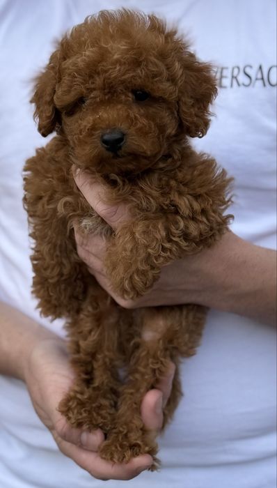 Băietel Poodle TOY - cu pedigree!