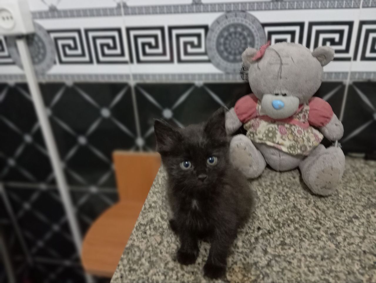 Отдам в заботливые руки котят