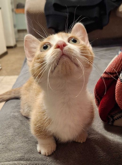 Коте с къси лапички / манчкин