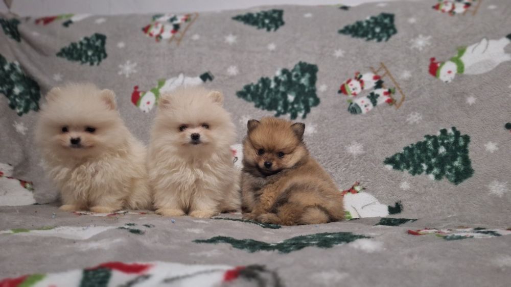 Померан мини померанчета