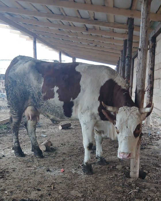 Vând vaca Baltata românească