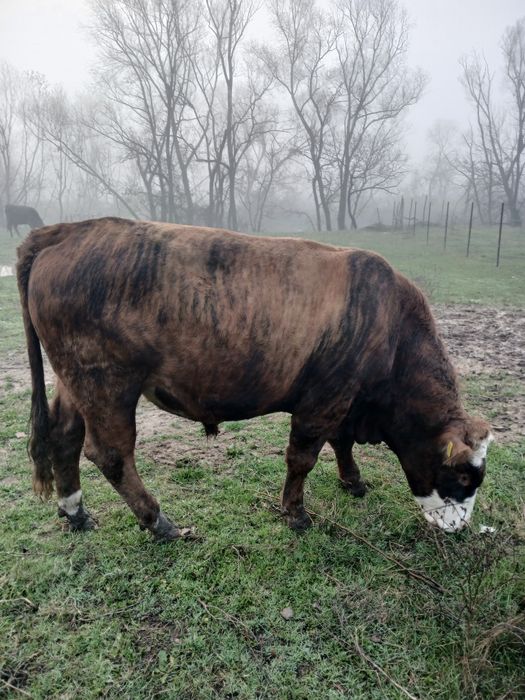 De vânzare un tauras