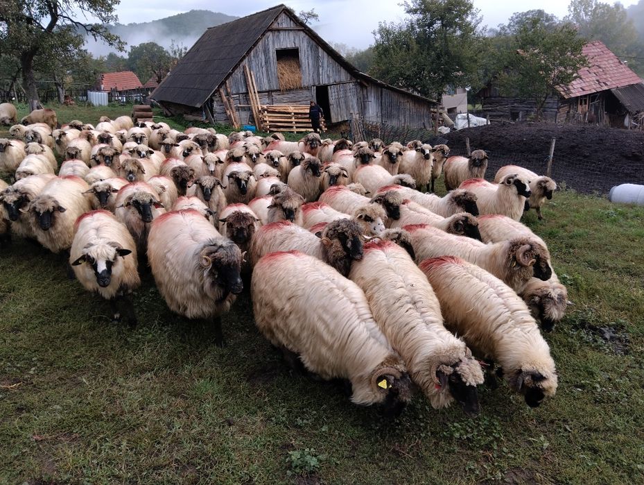 Oi  de   vânzare