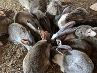 Vand iepuri romanesti, porumbei voiajori,rate canadiene si oua fazan