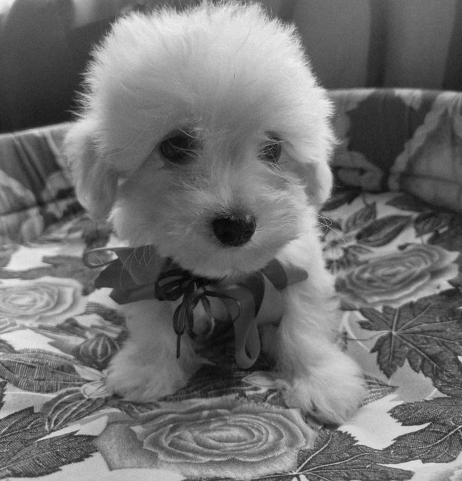 Bichon Havanez , Rasa Pura , Mai este doar un mascul. .