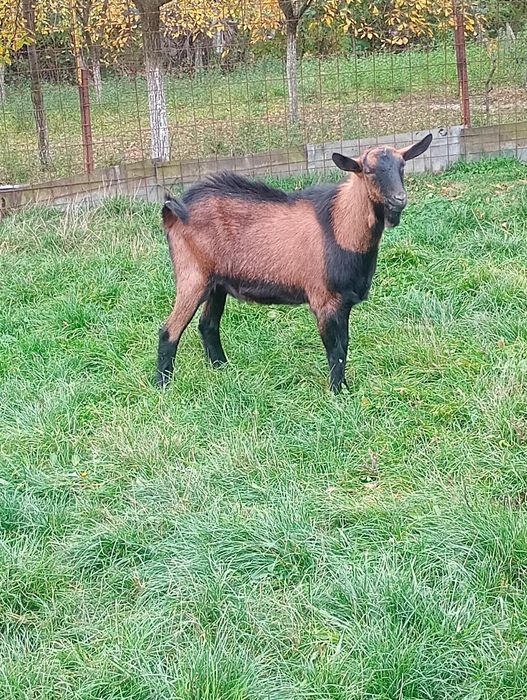 Vând țap alpin francez