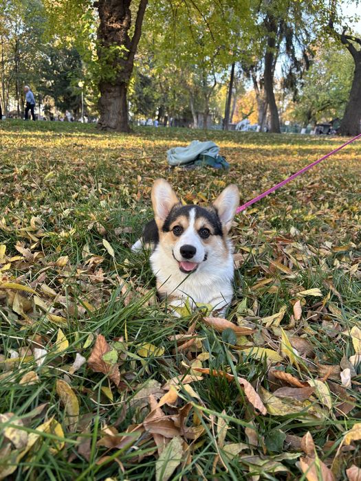 Corgi femela tricolor