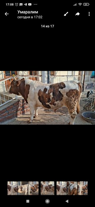 Уйда бокилган бука сотилади