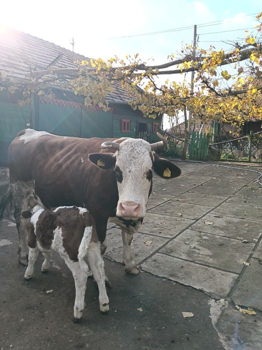 De vânzare vacă fătată