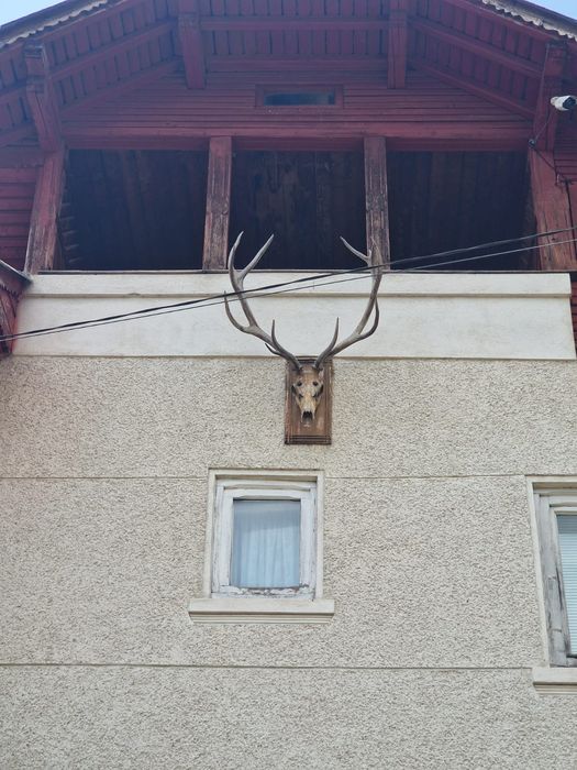 Trofeu cerb.mistret.mobila vanatorul