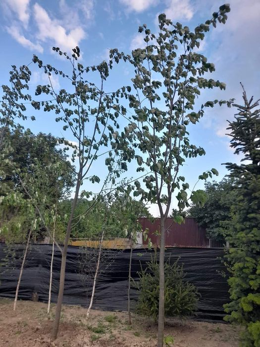 Tei de floare, mesteacăn betula