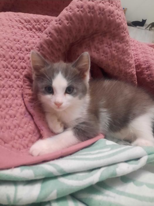 Отдам котят в добрые руки