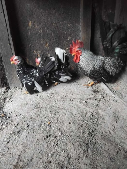 Vand  Gaini Cochinchina.