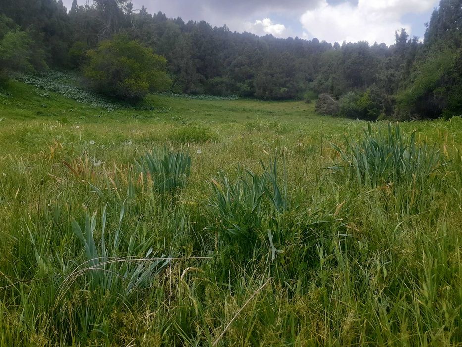 Такси в горы Taxi to mountain trips  (бочка чимган амирсой  и перегон)