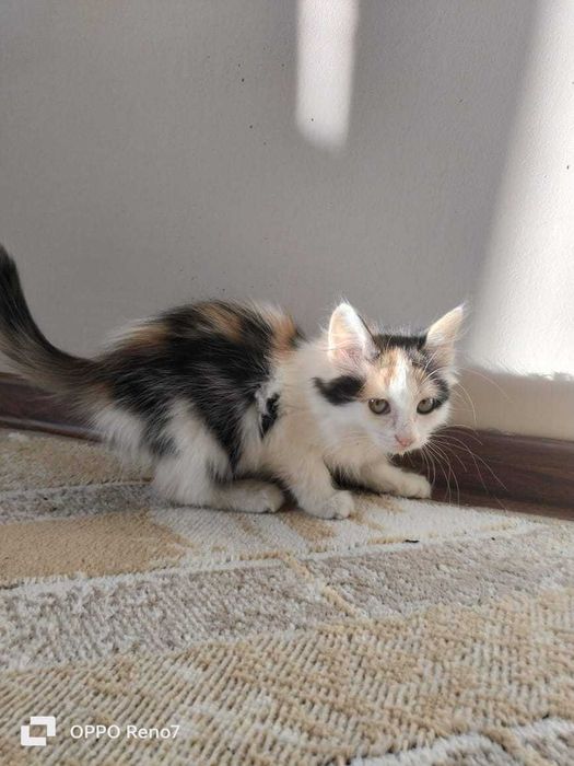 Отлам кошечку в хорошие руки