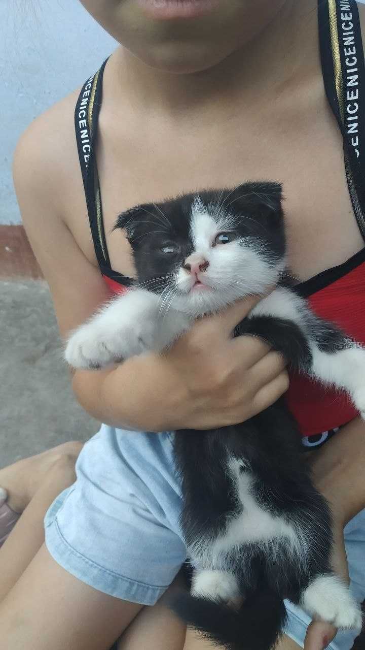 Продаются котята