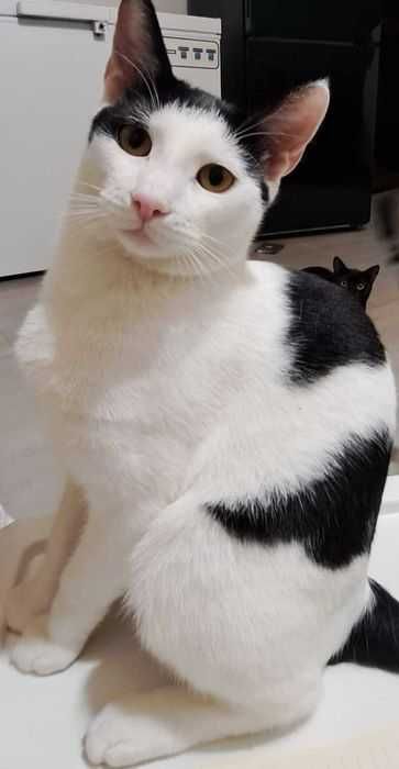 Adoptie pisica motan Zian