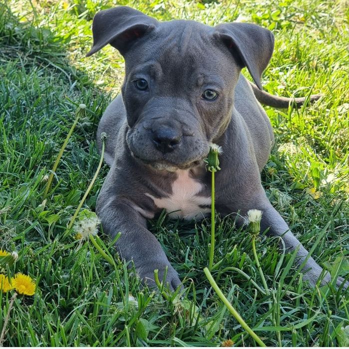 Amstaff blue cu pedigree FCi