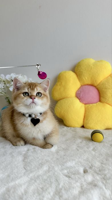 British Shorthair Chinchilla Gold - Cu Certificat Pedigree